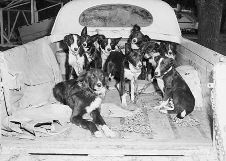 Sheep dogs